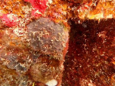 Benthic organisms at Artificial reef found in coral reef Redang island, Malaysia Stock Photos