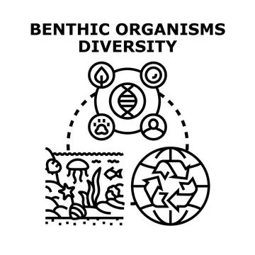 Benthic organisms diversity and ecological sustainability concept Stock Illustration