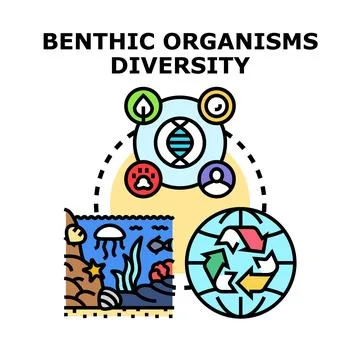 Benthic organisms diversity and ecological sustainability concept Stock Illustration