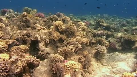 Benthic Reef Structure and Fish Activity During Daylight in the Red Sea Stock Footage 344595796
