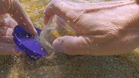 Benthic sampling, thin golden-brown biofilm (unicellular algae colony) with Video stock 333596625