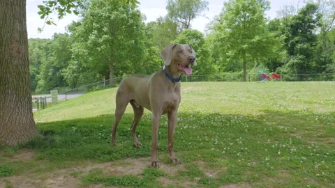 Bentleyglidepark Stock Footage 132719608