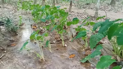 Bentul plant is a type of taro Stock Footage 307147809