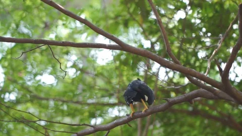 Beo bird caught by camera cleaning its wing Stock Footage 98139959