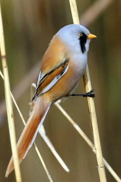 Beraded tit Stock Photos