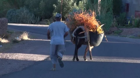 Berber and the donkey Stock Footage 52932396