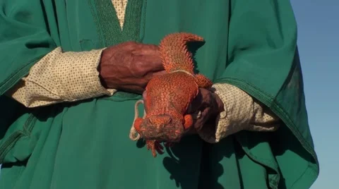 Berber and his Berber and his Lizard with tail thorny  in Morocco Stock Footage 52932292