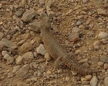Berber catching a lizard in the Sahara desert Stock Footage 36437949