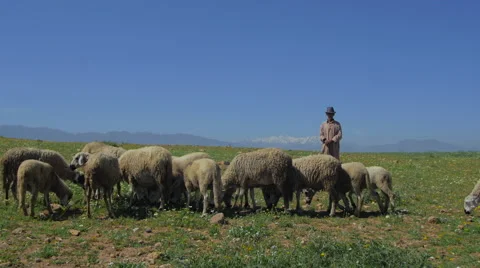 Berber cheep Shepherd with altlas mountains in the background Stock Footage 50624450