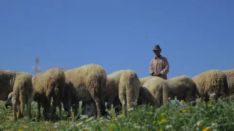 Berber cheep Shepherd Stock-Footage 50624467