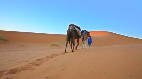 Berber leading dromedary, train through Sahara Desert, Stock Footage 63241210