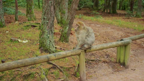 Berber macaque in the wilderness. Stock Footage 310754793