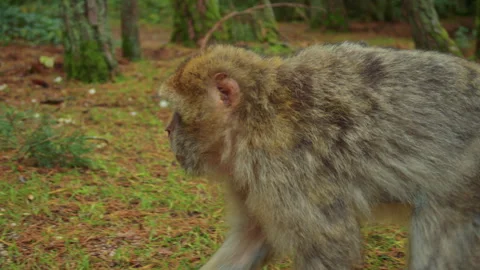 Berber macaque in the wilderness, roaming through its natural habitat Stock Footage 310754794