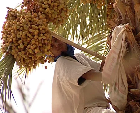 Berber man picking up and eating Dates Stock Footage 36433500