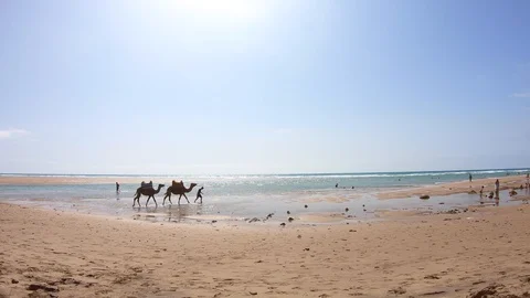 Berber man with two camels walking on sand in the beach in Morocco Stock Footage 92532581
