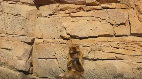 Berber monkey ,barbary macaque Stock Footage 12172958