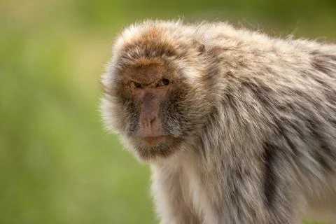 Berber monkey on a green background Stock Photos
