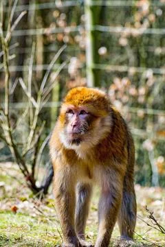 Berber monkey looking at the meadow for his little baby monkey Stock Photos
