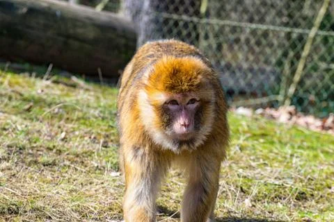 Berber monkey looking at the meadow for his little baby monkey Stock Photos