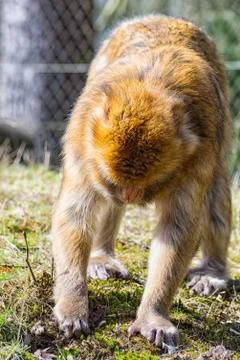 Berber Monkey is looking for something to eat on the meadow Stock Photos