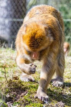 Berber Monkey is looking for something to eat on the meadow Stock Photos
