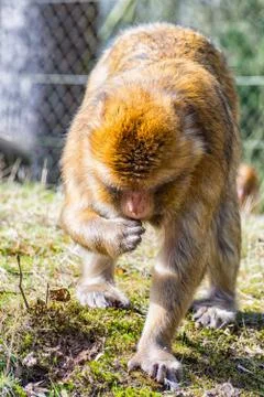 Berber Monkey is looking for something to eat on the meadow Stock Photos