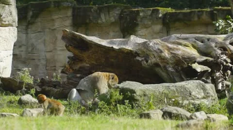Berber monkey with young in the zoo Video stock 12172808