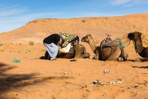 Berber is preparing a caravan in the way Stock Photos