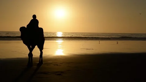 A berber riding a camel during the sunset Stock Footage 44782530