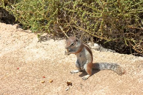 Berber squirrel in a desert area Stock Photos