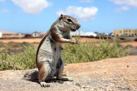 Berber squirrel in a desert area Stock Photos