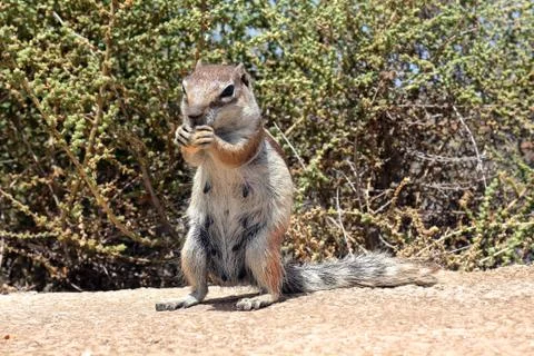 Berber squirrel in a desert area Stock Photos