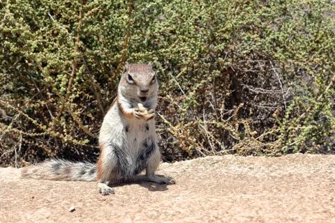 Berber squirrel in a desert area Stock Photos