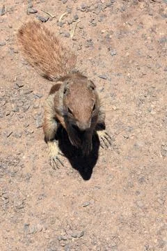 Berber squirrel Stock Photos
