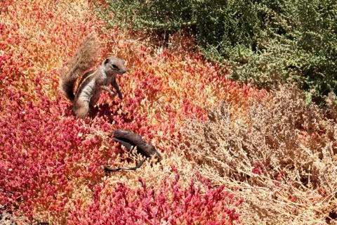 Berber squirrel Stock Photos