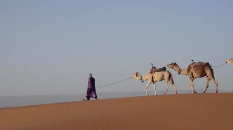 A berber walking on a sand dune with his caravan of camels Stock Footage 49443872