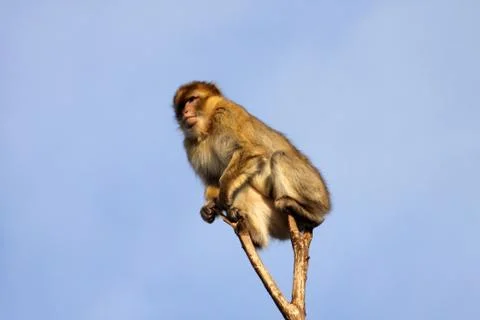 Berberaffe auf einem Baumwipfel Stock Photos