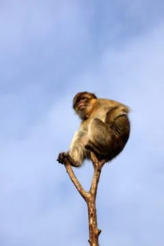 Berberaffe auf einem Baumwipfel Stock Photos