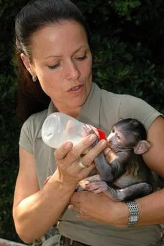 Berberaffe, magot, macaca sylvanus, barbary macaque Heike Nold aus dem Tie... Stock Photos