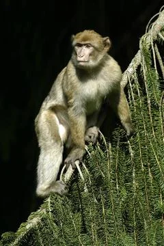 Berberaffe, magot, macaca sylvanus, barbary macaque berberaffe, magot, mac... Stock Photos
