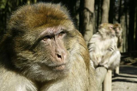 Berberaffe, magot, macaca sylvanus, barbary macaque berberaffe, magot, mac... Stock Photos