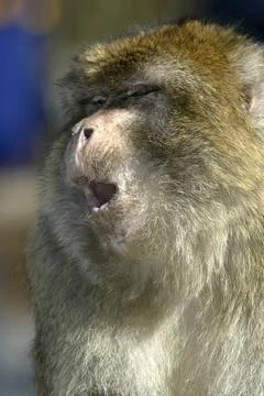 Berberaffe, magot, macaca sylvanus, barbary macaque berberaffe, magot, mac... Stock Photos