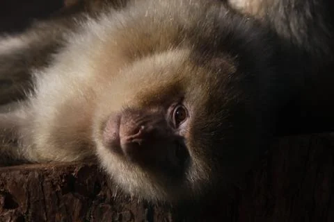 Berberaffe Stock Photos