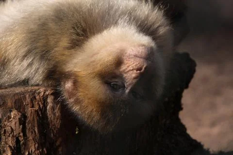 Berberaffe Stock Photos