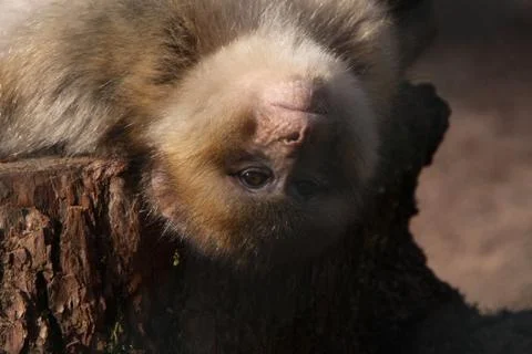 Berberaffe Stock Photos