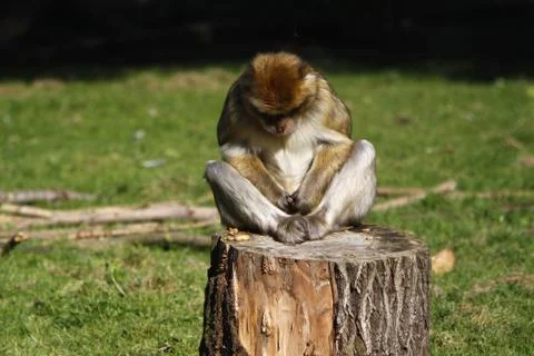 Berberaffe Stock Photos