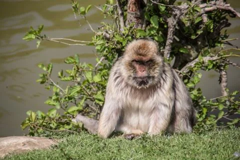 Berberaffen Stock Photos