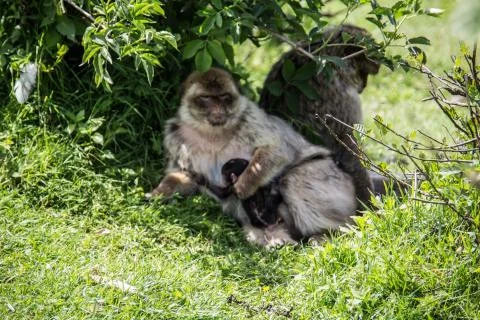 Berberaffen Stock Photos