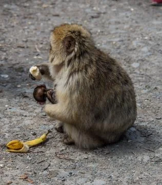 Berberaffen Stock Photos