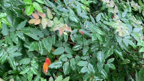Berberis aquifolium Видео 343081089